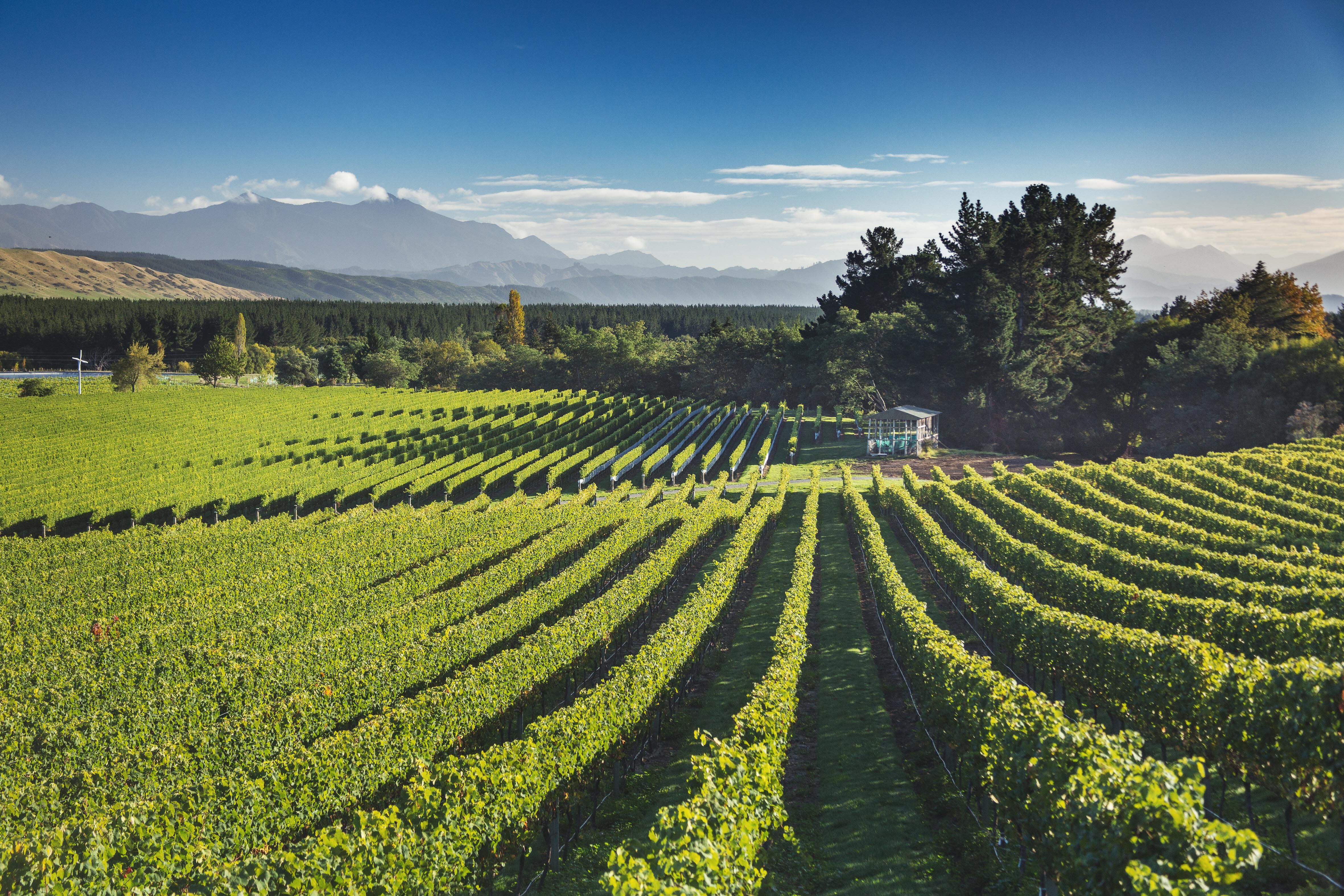 Hickinbotham Vineyards