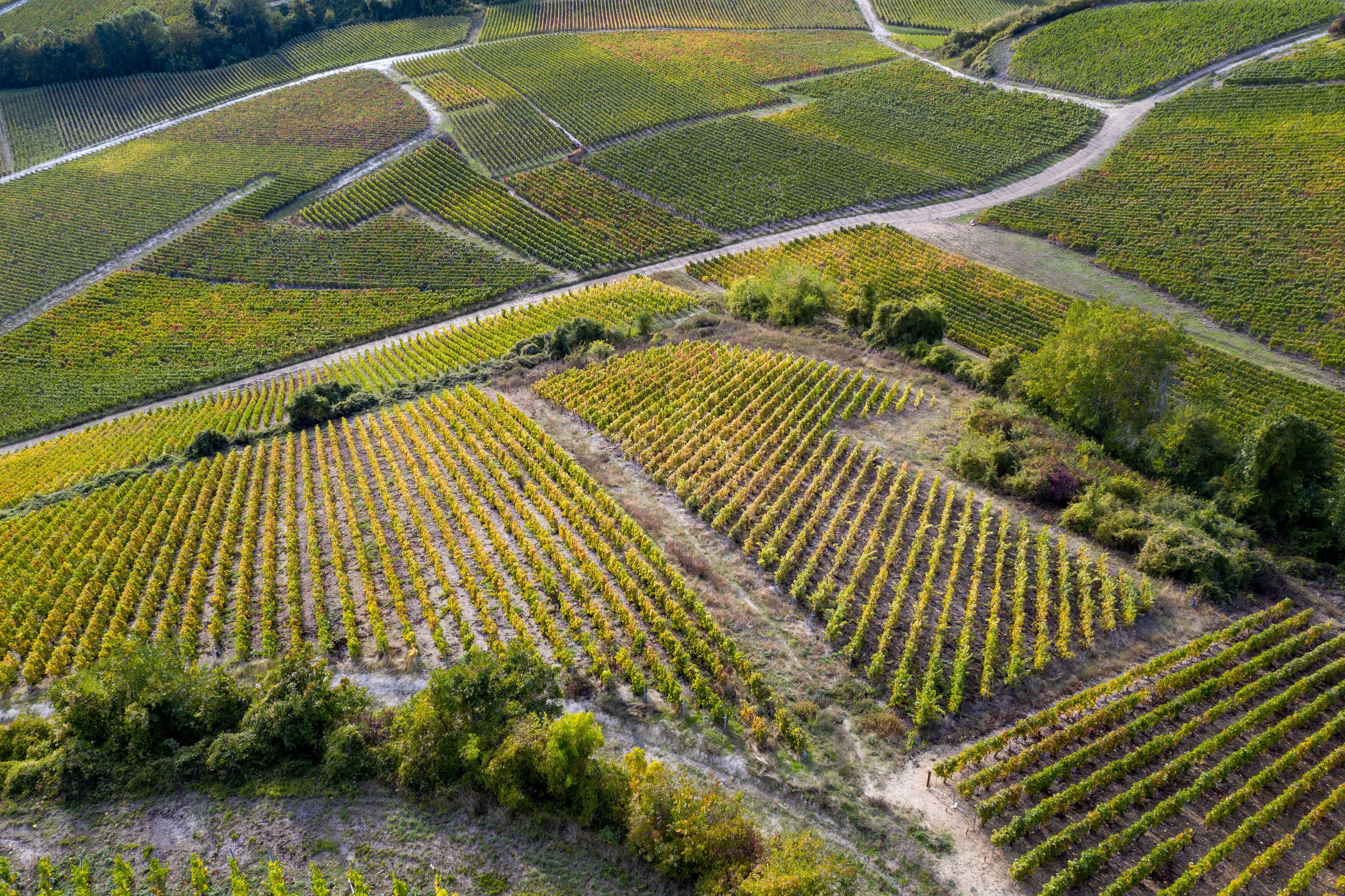 Maison Henriot Vineyard
